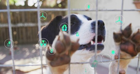 Standing black-and-white dog pressing paws against wire fence grid in yard, with energy icons
