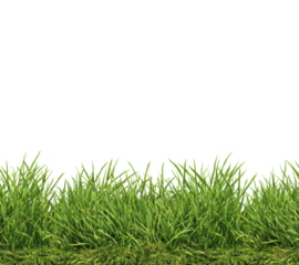 Lush green grass growing in open field nature outdoors isolated on transparent background