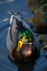 Close-up view of a male mallard duck resting calmly on the water near rocks and grass, showing vivid green head and yellow bill.