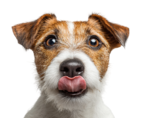 Playful dog licking its nose pet portrait isolated on transparent background