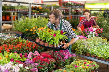 Adult male salesman in uniform holding pot of cellosia in flower shop