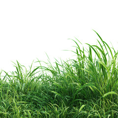 Naklejka premium Growing lush grass field nature scene green environment isolated on transparent background
