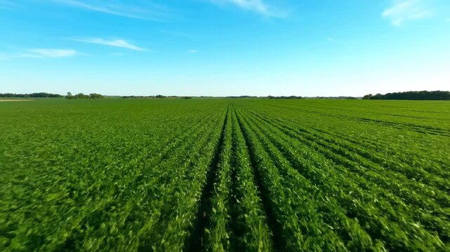 Expansive aerial drone shot sweeping over a vast, meticulously cultivated green agricultural field stretching towards the horizon under a clear sky wide shot, cultivation, overhead
