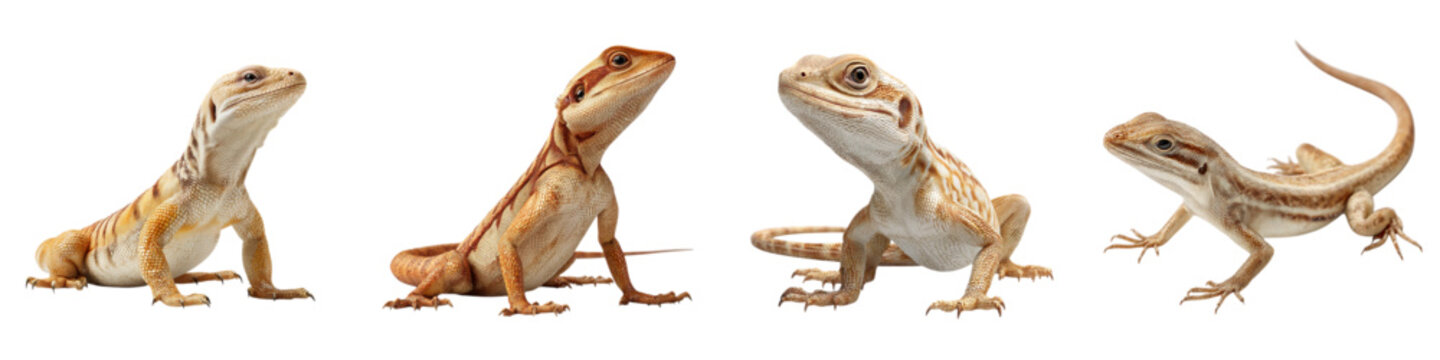 Adorable baby bearded dragons posing curiously, scaled reptiles in a row, perfect for pet lovers and exotic animal enthusiasts, captivating lizard portraits