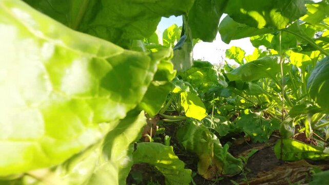 Camera gliding along fertile soil at root vegetable level surrounded by lush carrot, sugar beet, red beet rows moving forward through vibrant outdoor farm garden scene