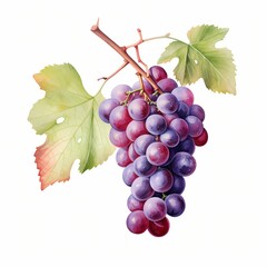 Fototapeta premium Bunch of red and purple grapes with green leaves