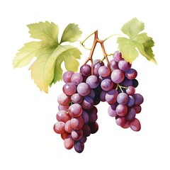 Fototapeta premium Two bunches of red grapes hanging from a vine with green leaves