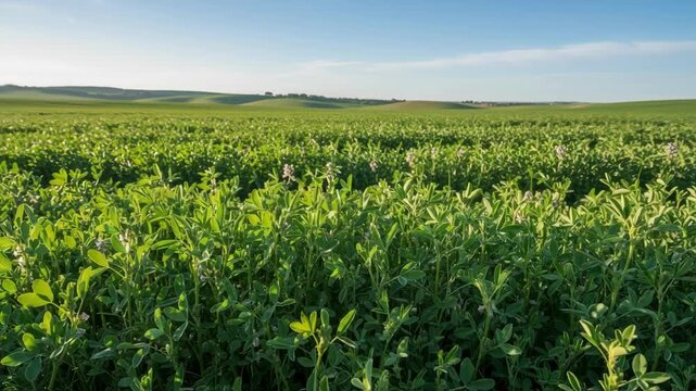 Medium shot of lush green alfalfa sprouting densely in pasture showcasing nutrientrich forage growth for sustainable livestock feed.
