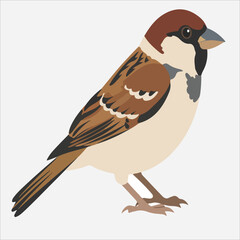 Illustration of a house sparrow standing on a plain white background with brown, black, and white feathers.