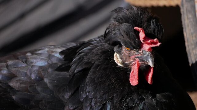 Black chicken with vibrant red comb and wattles, perched on wooden surface, showcasing its glossy feathers and unique features, highlighting the beauty of domestic poultry in a natural setting