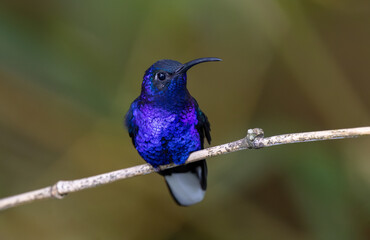 A hummingbird in Costa Rica 