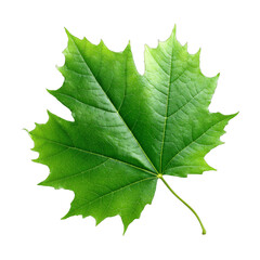 A green maple leaf showcasing its intricate veins and sharp lobes, representing natural leaf structure.