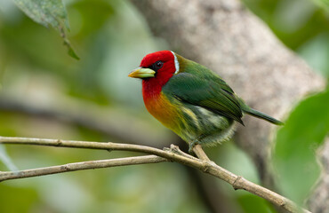 Red-headed barbet in Costa Rica 