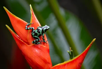 Fotobehang Kikker Poison dart frog in Costa Rica   © Harry Collins