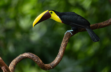 A Toucan in Costa Rica 