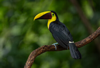 A Toucan in Costa Rica 