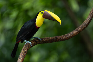 A Toucan in Costa Rica 