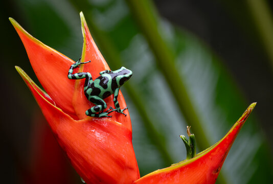 Poison dart frog in Costa Rica 