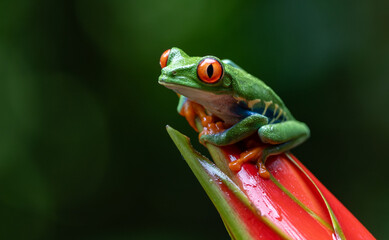 Red-eyed tree frog in Costa Rica 
