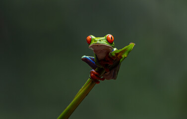 Naklejka premium Red-eyed tree frog in Costa Rica 