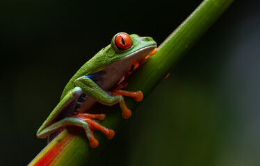 Red-eyed tree frog in Costa Rica 