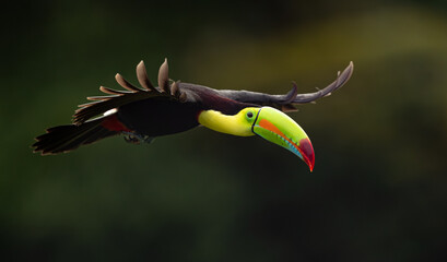 A Toucan in Costa Rica 