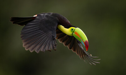 A Toucan in Costa Rica 