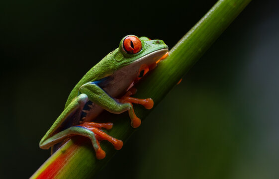 Red-eyed tree frog in Costa Rica 