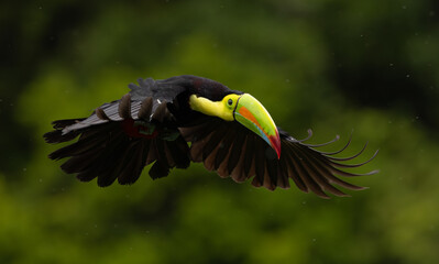 A Toucan in Costa Rica 