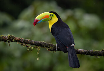 A Toucan in Costa Rica 