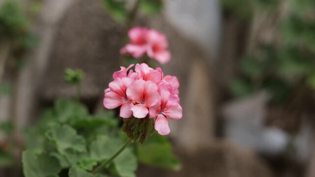 pink geranium