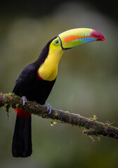 A Toucan in Costa Rica 
