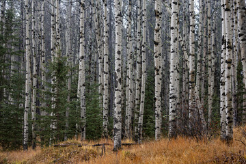 Obraz premium Aspen forest in autumn in Canada