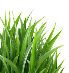 Close-up of vibrant green grass leaves, showcasing fresh and lush foliage in a natural setting.