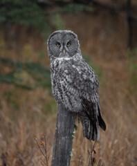 Great grey owl in Canada 