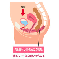 Obraz premium 健康な骨盤底筋群 骨盤底筋