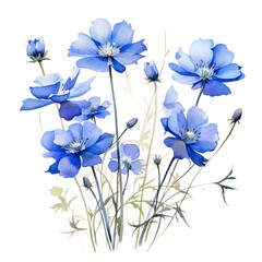 Fototapeta premium Blue cosmos flowers watercolor painting