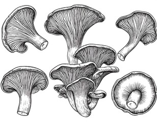 Detailed black and white illustration of various mushroom caps and stems
