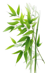 Obraz premium This image features green bamboo leaves with slender stems, showcasing fresh and natural plant foliage in a serene setting.