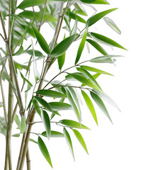 Fototapeta premium A close-up view of green bamboo leaves and slender stems, showcasing the natural beauty of the plant.