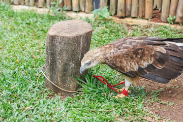 A brown eagle on a wooden perch with a rustic wooden fence background