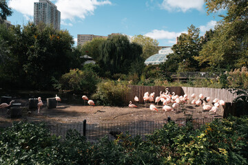 Flamingo in Lincoln Park Zoo