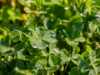 水滴が付いた野原のシロツメクサ