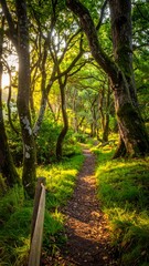 Sunlit forest path
