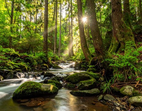Sunlit forest stream