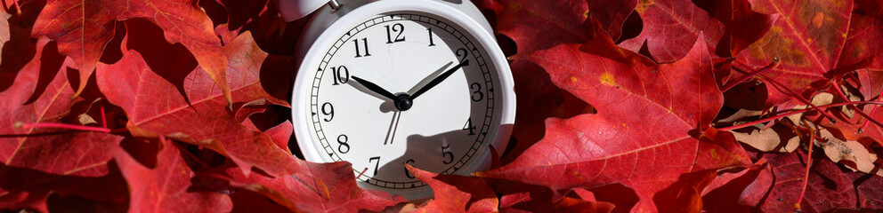 Time change and autumn season, white analog alarm clock in pile of red maple leaves on a sunny fall...