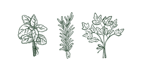 Spices, cooking herbs and seasonings sketch vectors set. Bay leaves, peppermint and sage, cinnamon and ginger