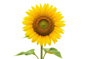Obraz premium Fully bloomed sunflower with vibrant yellow petals radiating from a dark brown center. Transparent png file, isolated background.