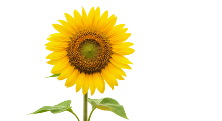 Fully bloomed sunflower with vibrant yellow petals radiating from a dark brown center. Transparent png file, isolated background.