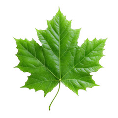 Fototapeta premium A green maple leaf showcasing its distinct lobes, vibrant color, and detailed leaf veins.